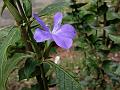 Five-Stamen Bush-Violet